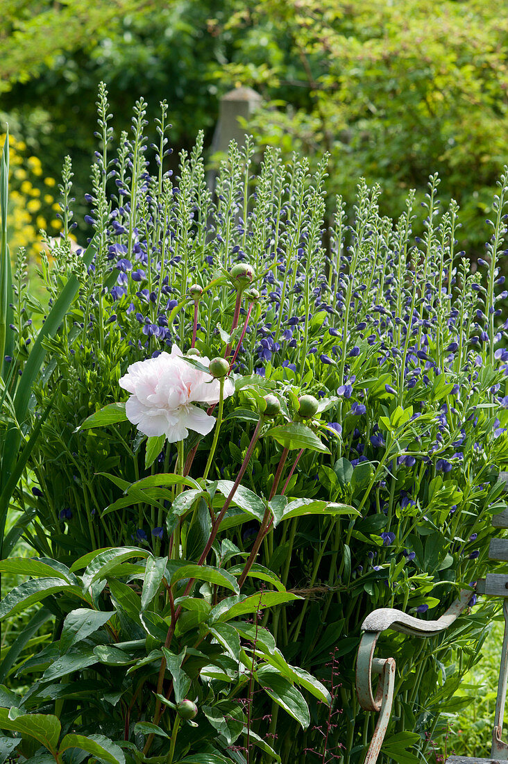 Early summer bed of peonies and blue false indigo