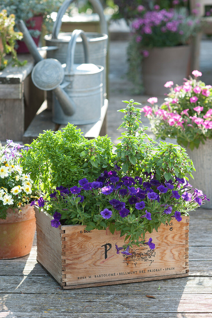 Wooden box with Petunia Mini Vista 'Violet', bush basil and cinnamon basil