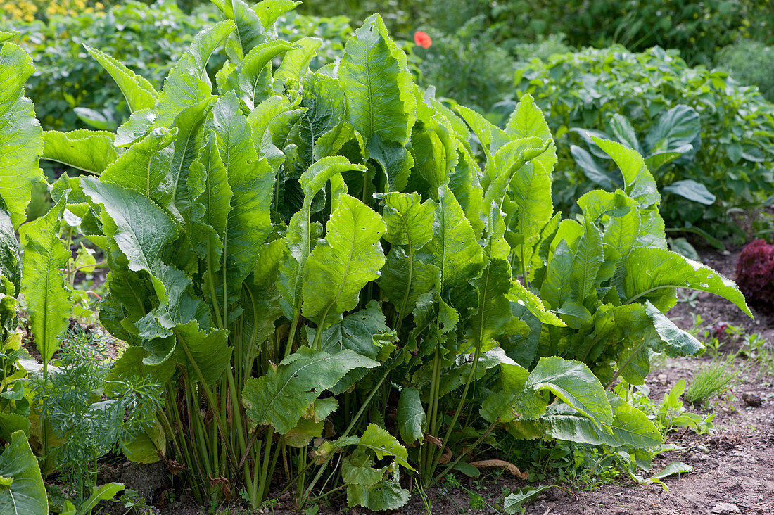 Horseradish plants in vegetable patch