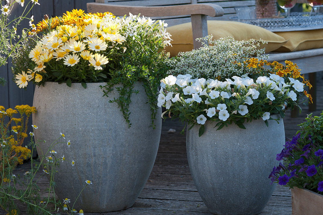 Graue Kübel mit Kapkörbchen 'Light Yellow' 'Yellow', Petunie Mini Vista 'White', Zauberschnee 'Diamond Ice', Zweizahn 'Tiger Bee', Sternenblume und Bohnenkraut