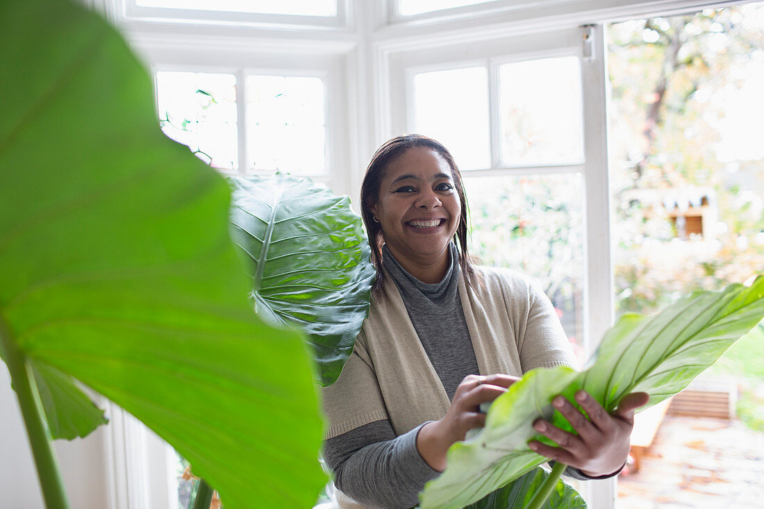 Happy woman cleaning plant leaves at home