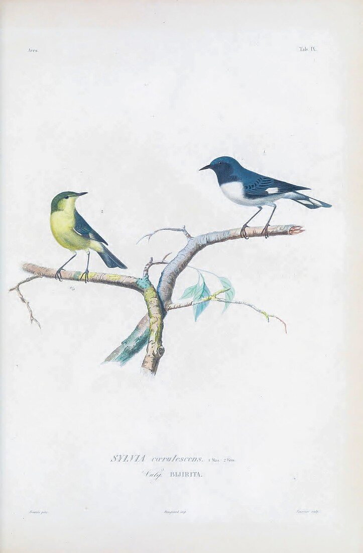 Black-throated blue warblers, illustration