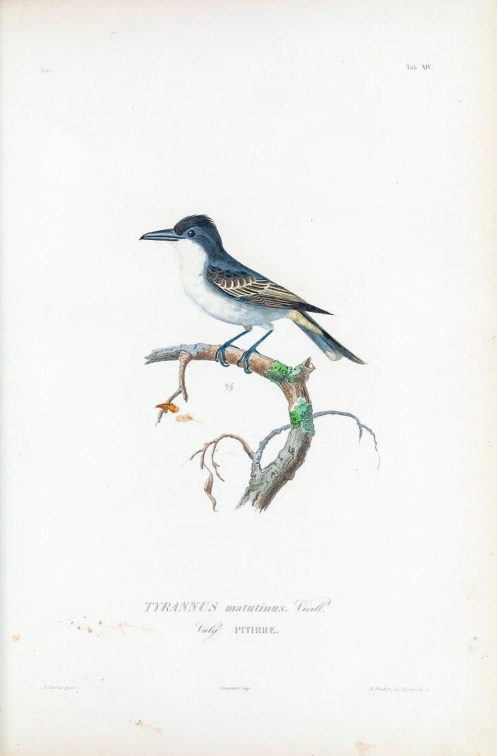 Eastern kingbird, illustration
