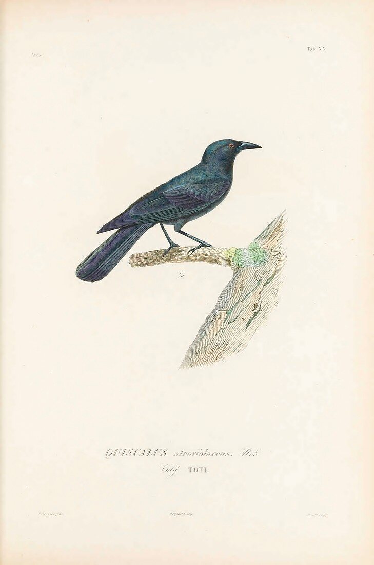 Cuban blackbird, illustration
