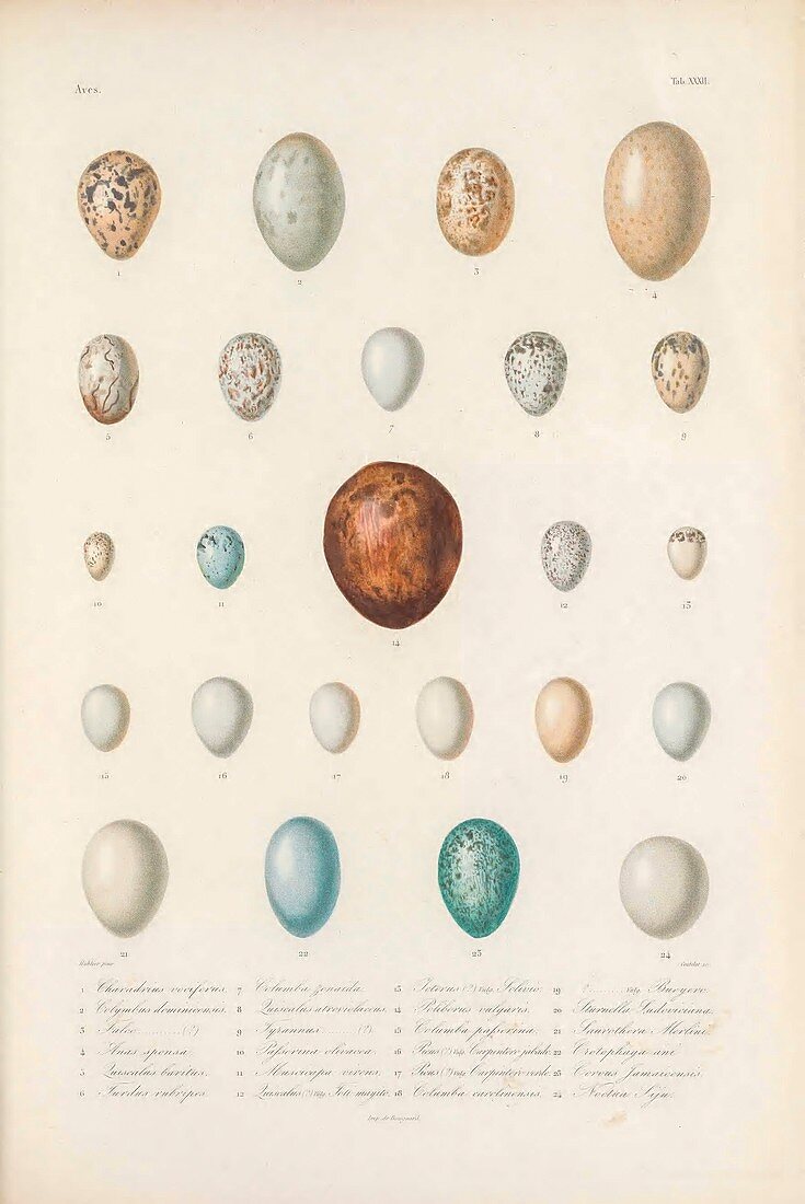 Eggs of bird species from Cuba, illustration