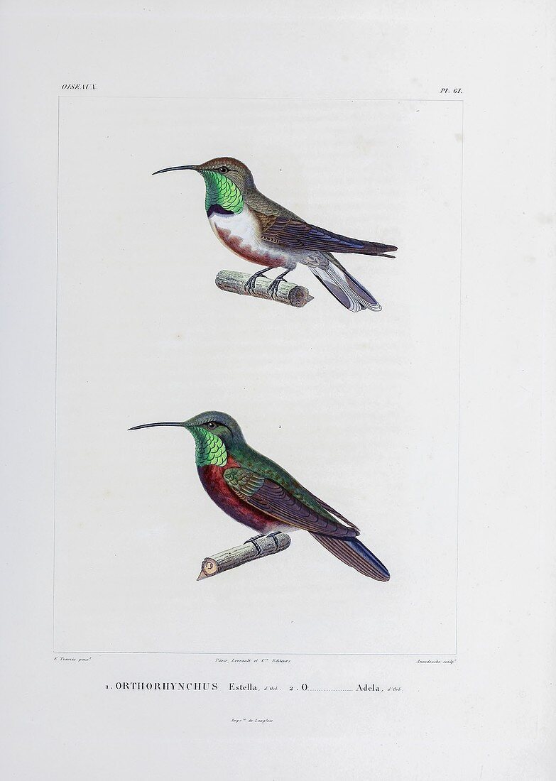 South American hummingbirds, 19th century illustration