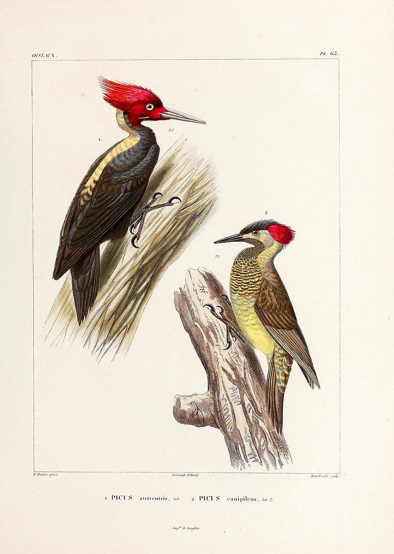 Woodpeckers, 19th century illustration