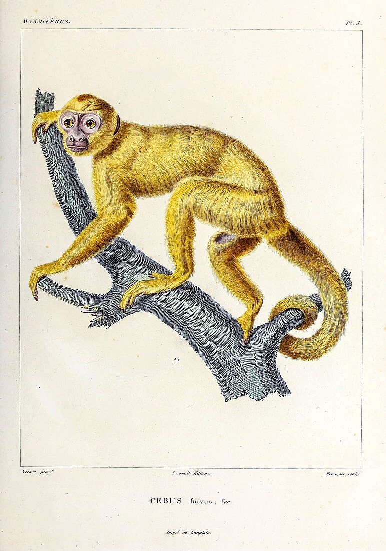 Capuchin monkey, illustration