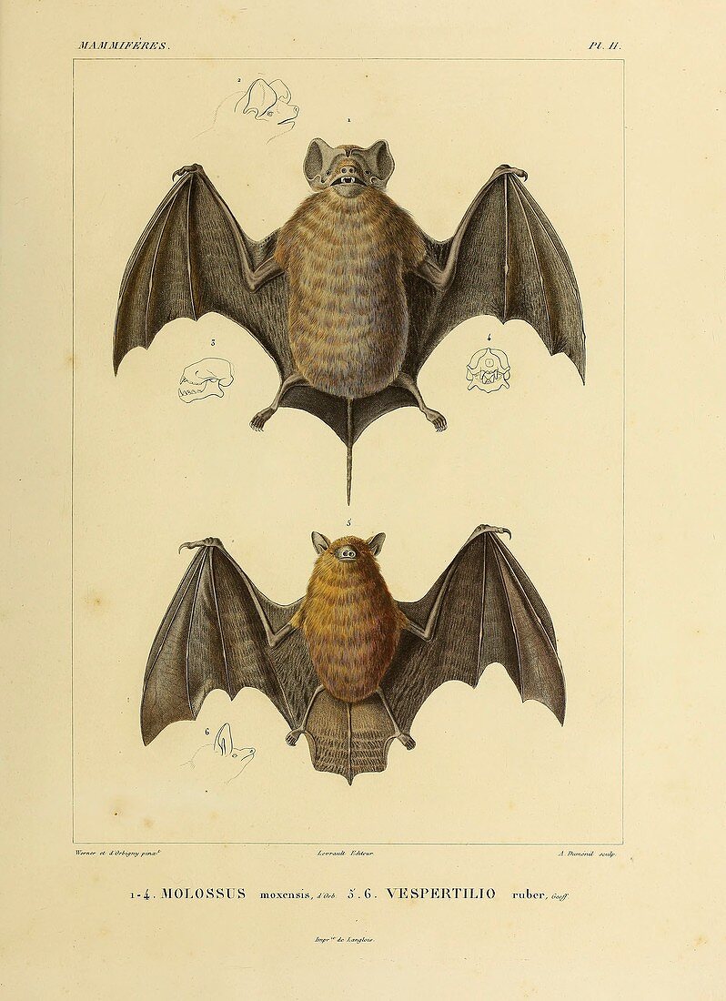 Fruit bat, illustration