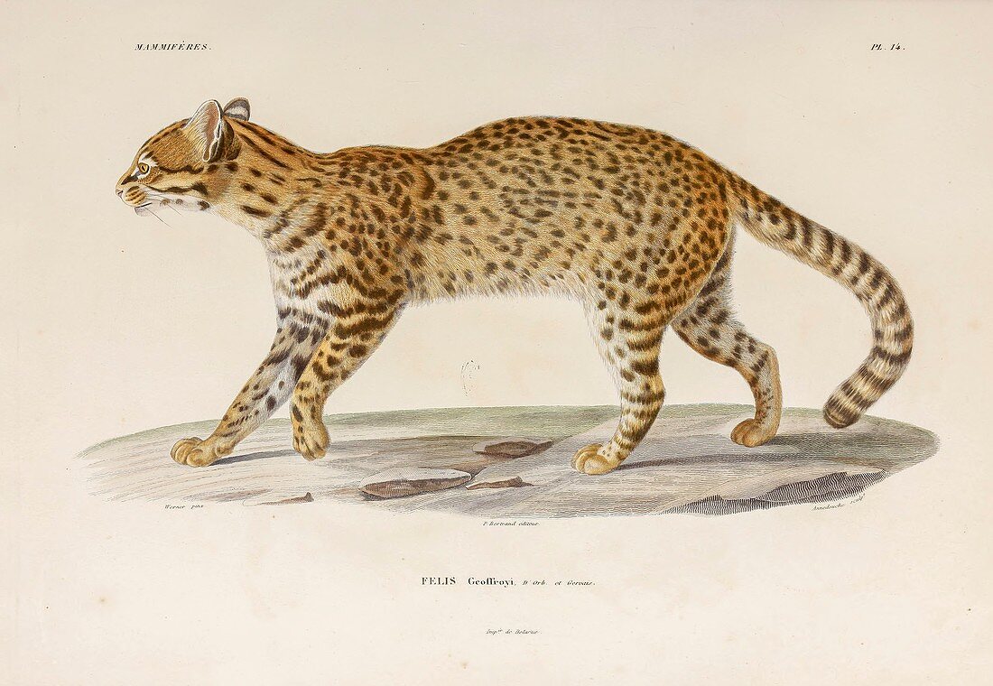 Geoffroy's wild cat, illustration