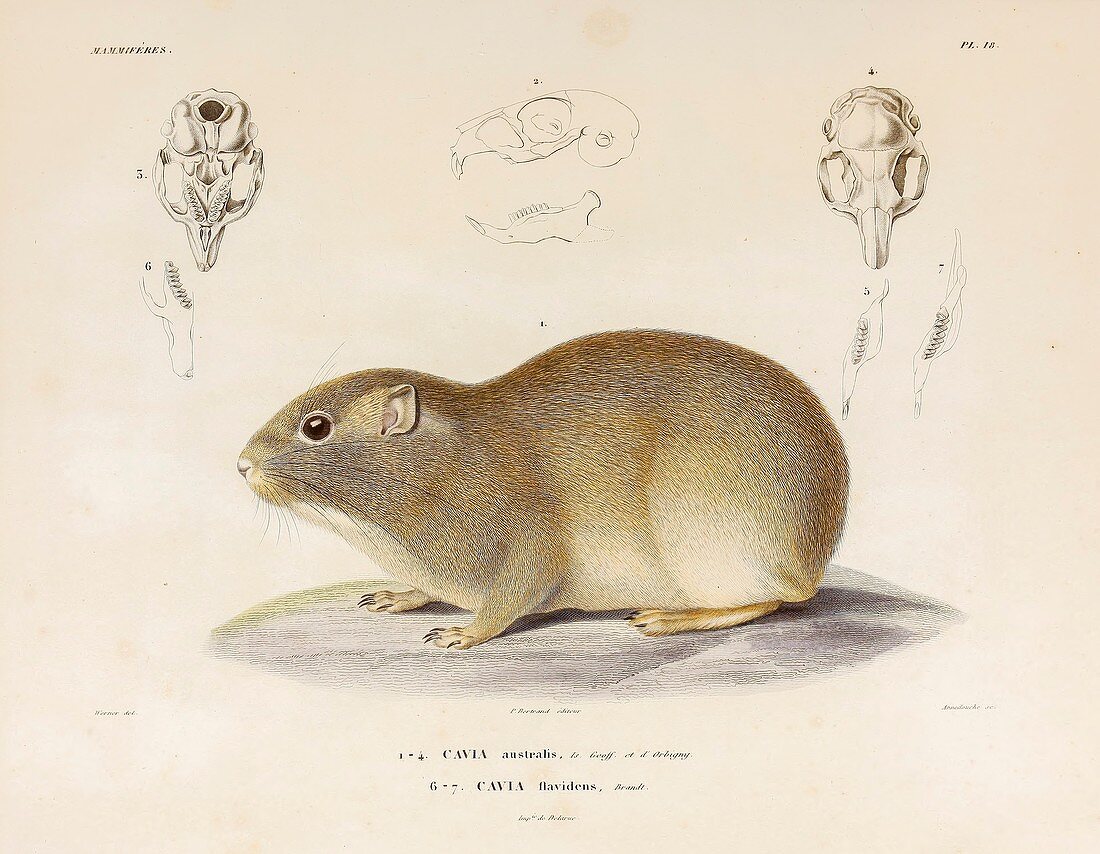 Southern mountain cavy, illustration