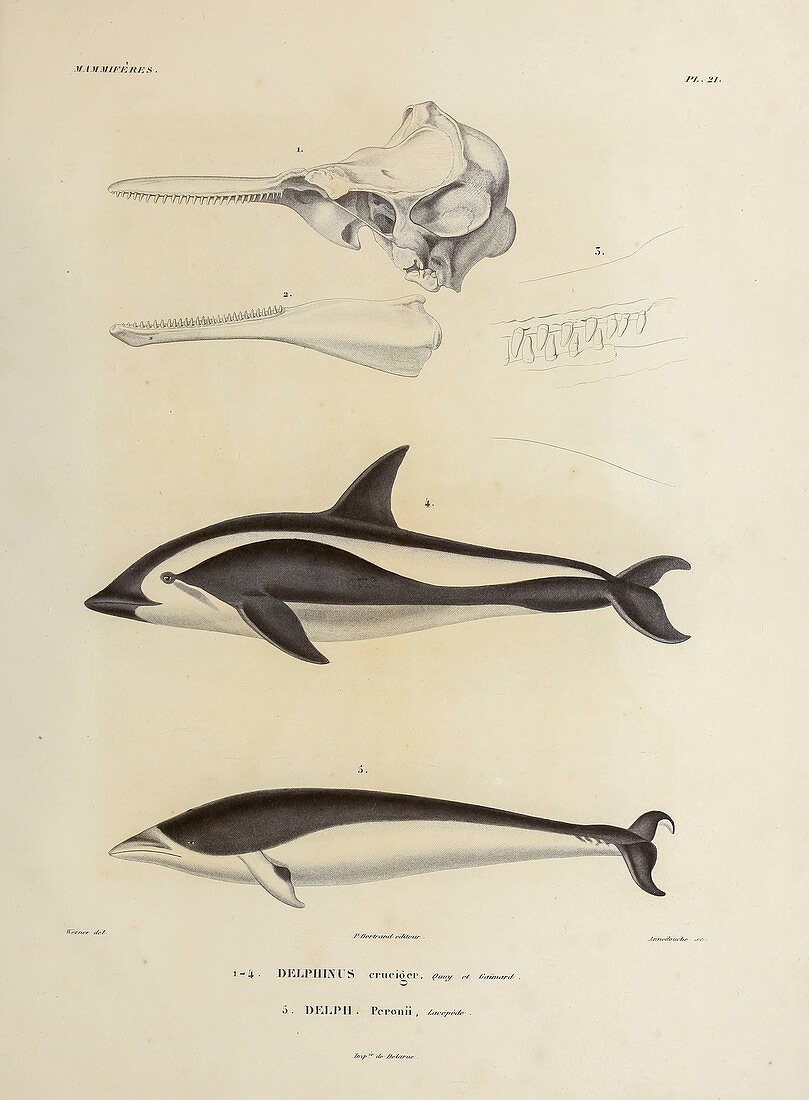 Dolphins, illustration