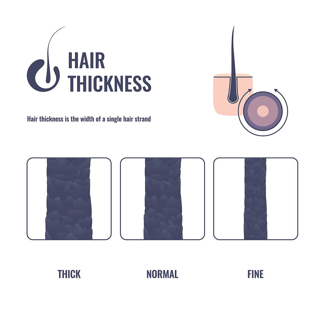 Hair thickness, illustration