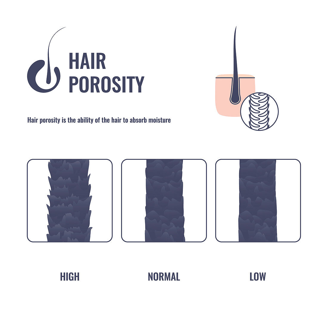 Hair porosity, illustration