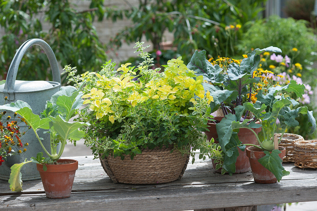 Kräuterlust TrioMio Oregano-Potpourri im Korb und Kohlrabipflanzen in Tontöpfen