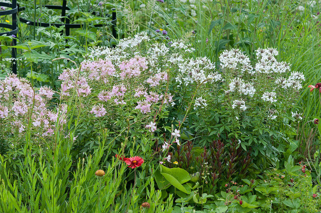 Spider flowers 'Senorita Carolina' and 'Senorita Blanca' in flowerbed