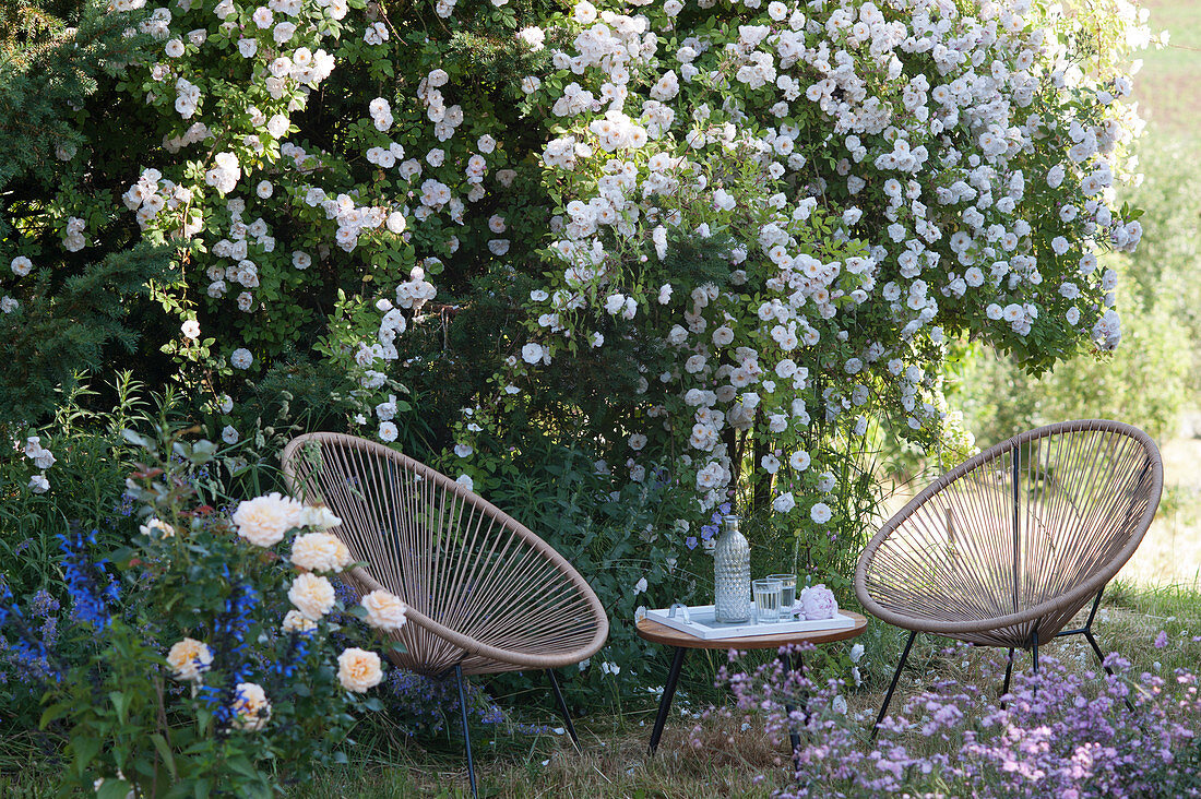 Sitting area in front of flowering rambler rose 'Venusta Pendula' with side table, rose 'Lions Rose' and ornamental sage Rockin 'True Blue'