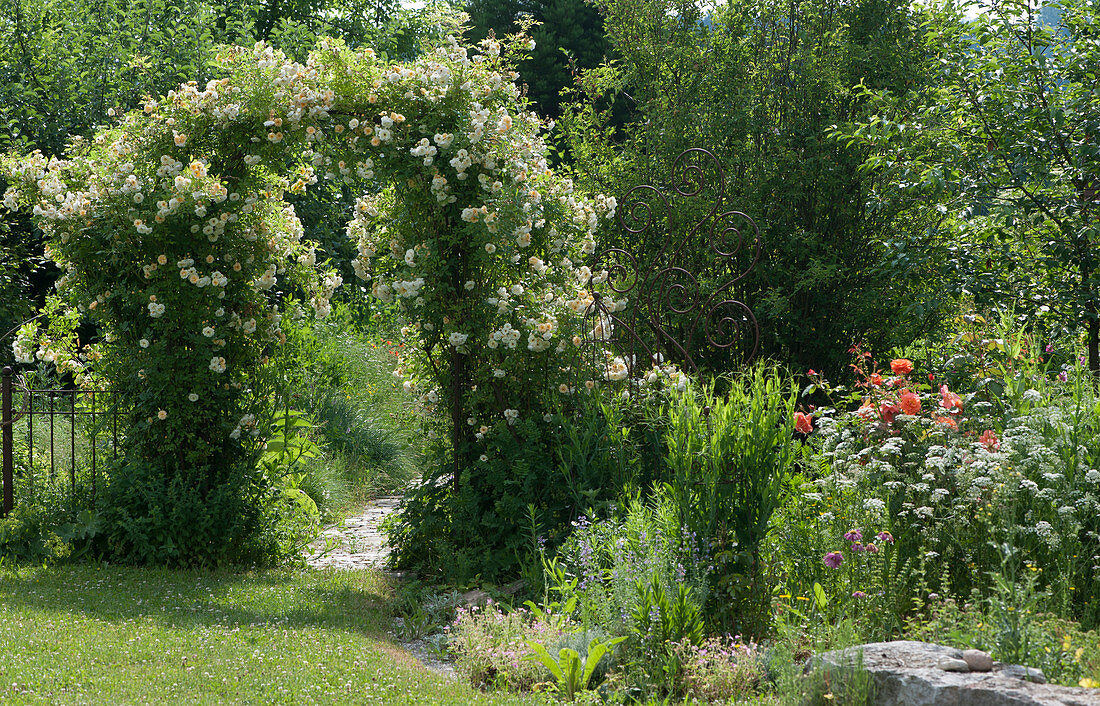 Rose arch with rambling rose 'Ghislaine de Feligonde' next to herbaceous border