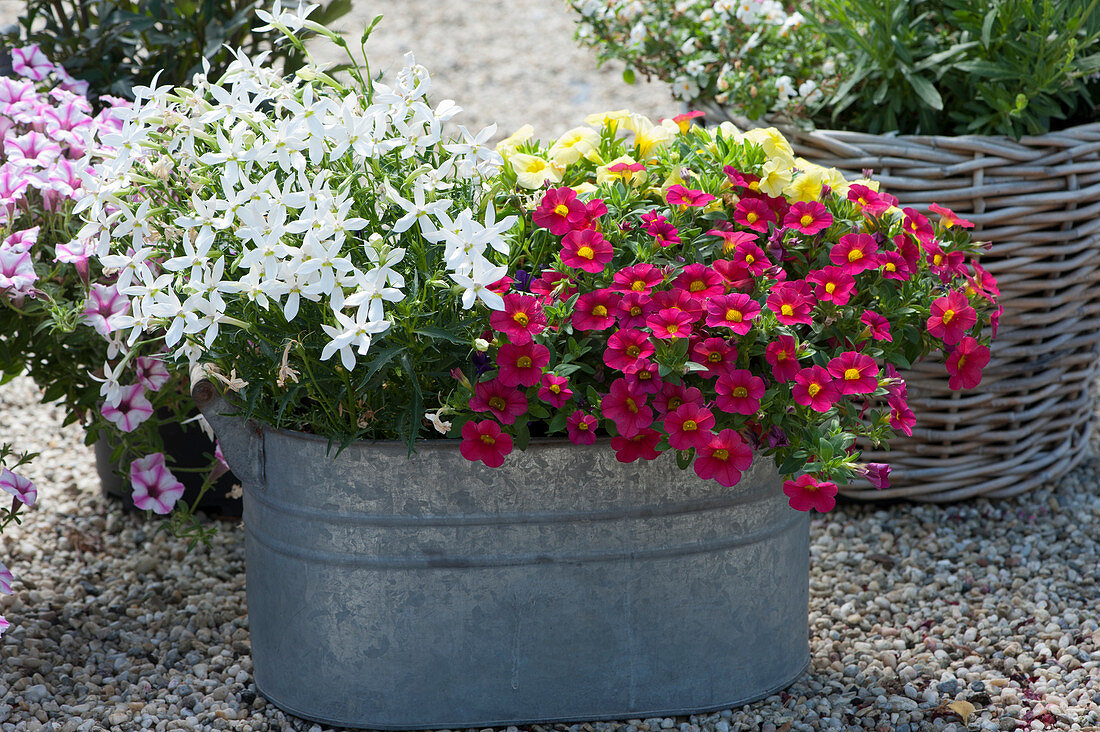 Zinc tub planted with star flower and trailing petunia