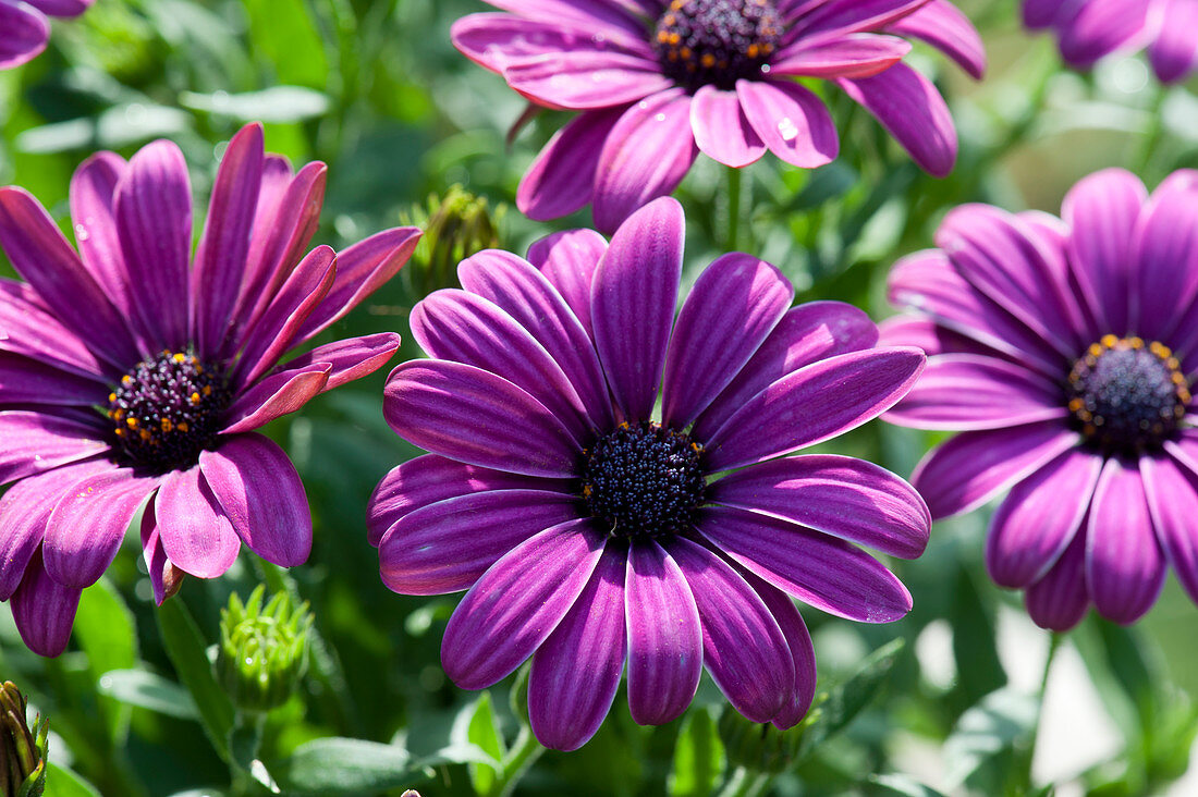 Cape daisy Summersmile 'Magenta'