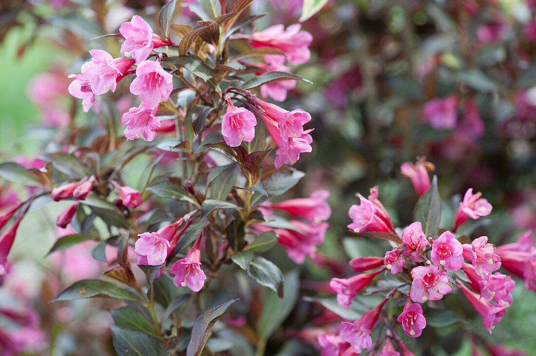 Red-leaved Weigela 'Purpurea'