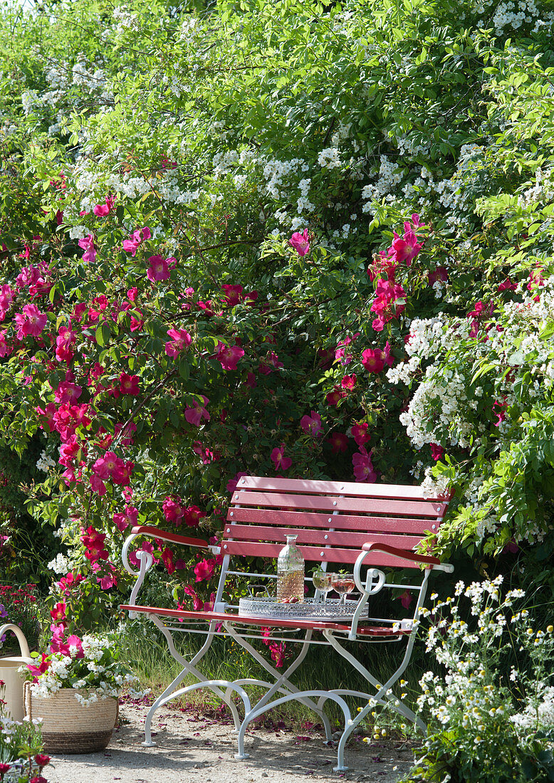 Rote Bank am Beet mit Rose 'Scharlachglut' und Büschelrose, Tablett mit Flasche und Gläsern