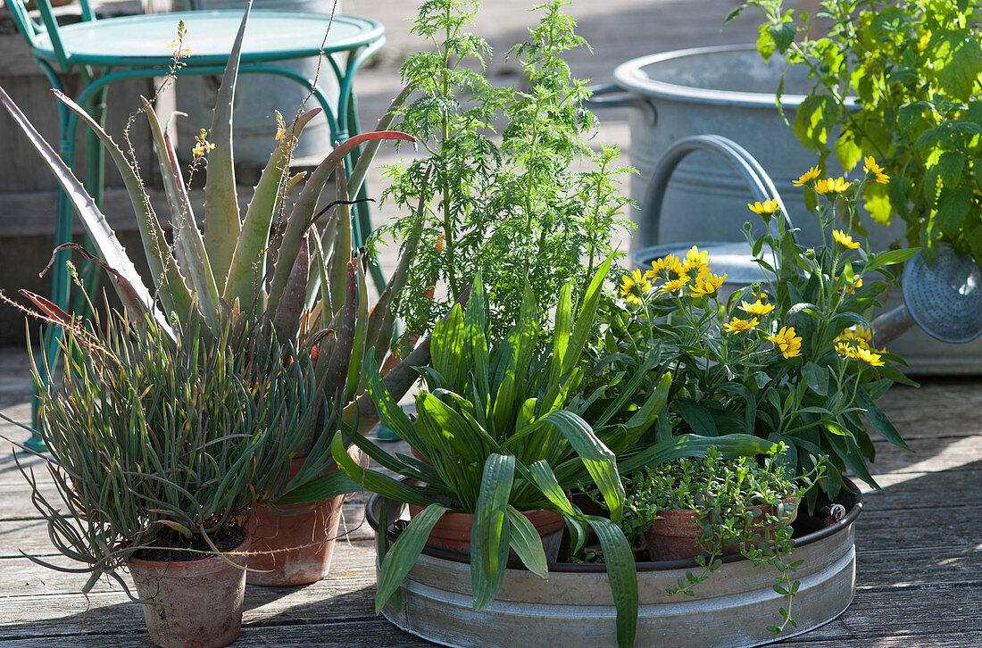 Heilpflanzen-Arrangement: Aloe vera, Brenngeleepflanze, Spitzwegerich, Einjähriger Beifuß, Arnika und Brahmi