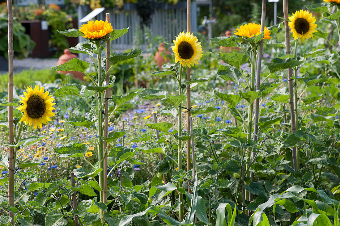 Sunflowers tied to bamboo stakes