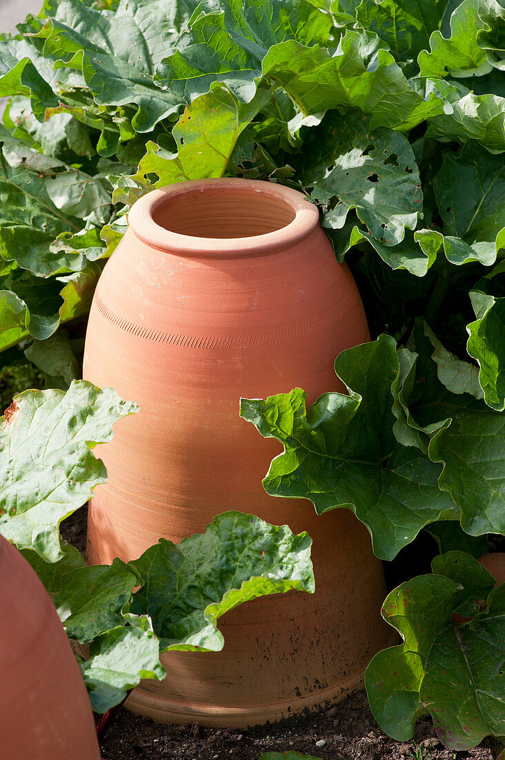 Terracotta forcing pot next to rhubarb