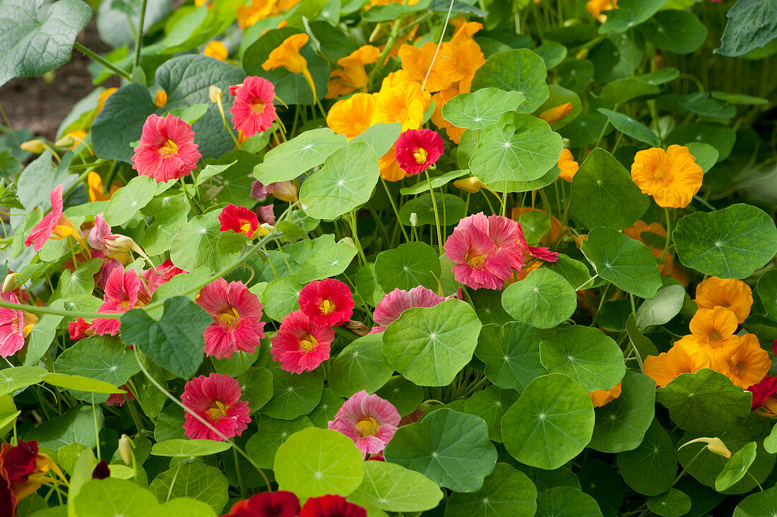 Red and yellow flowering nasturtiums
