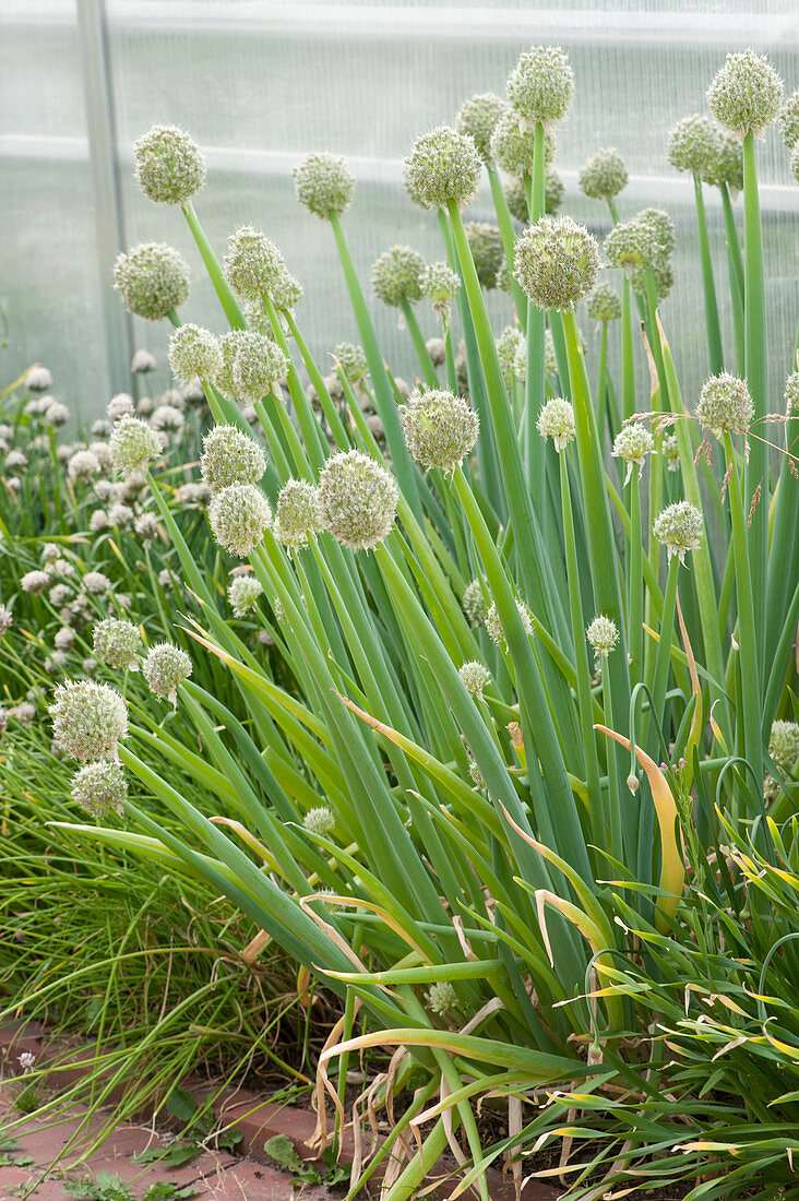 Welsh onion, bunching onion, or long green onion