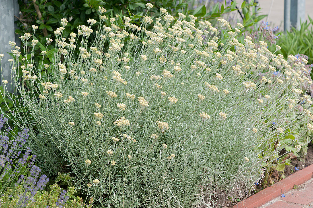 Bed of curry plant just about to flower