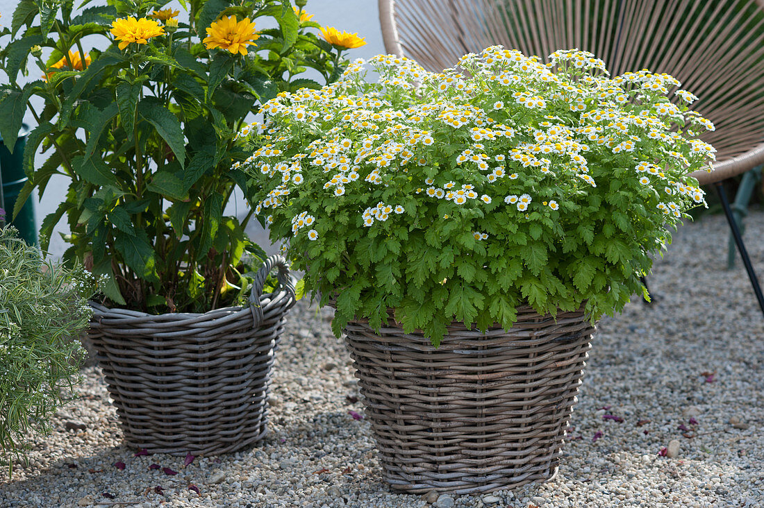 Baskets planted with feverfew 'Aureum' and false sunflower 'Sole d'Oro'