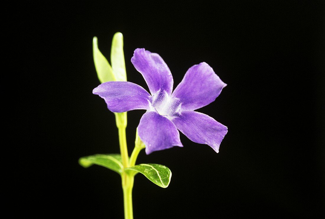 Blüte des Immergrün (Vinca minor), schwarzer Hintergrund
