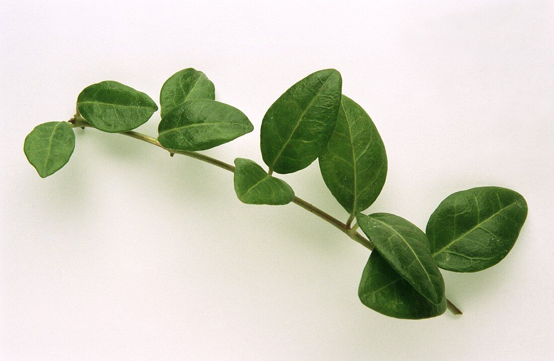 Ein Zweig Immergrün (Vinca minor)