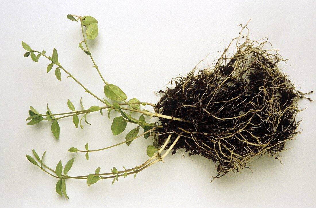 Immergrün - Pflanze mit offener Wurzel auf weißem Grund