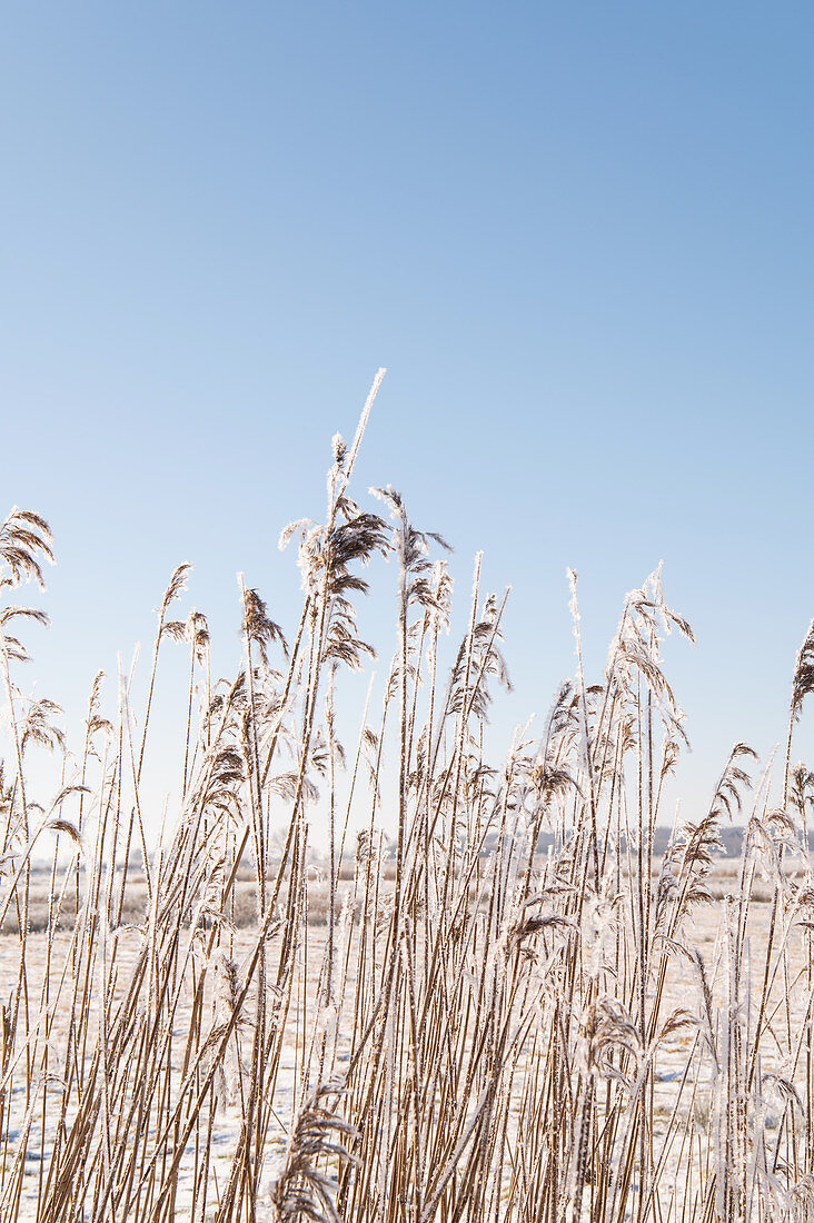 Frosty reeds against a blue winter sky