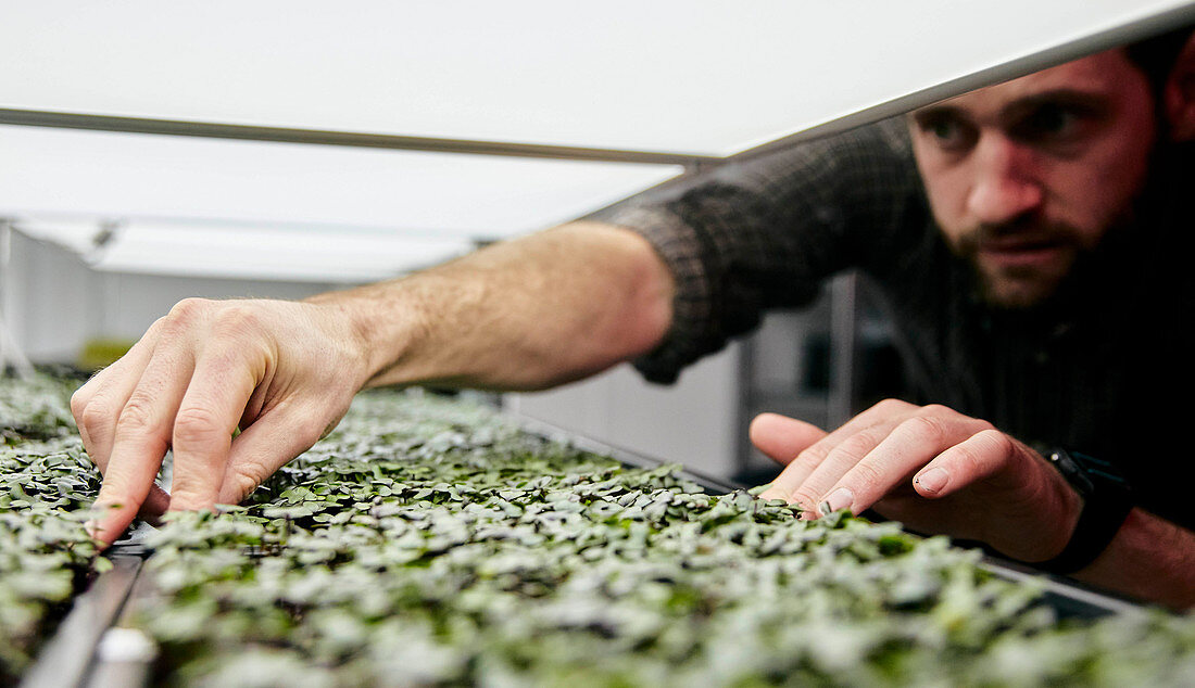 Man tending trays of microgreens in urban farm