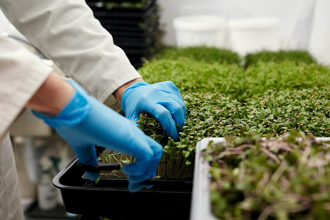 Anbau von Microgreens