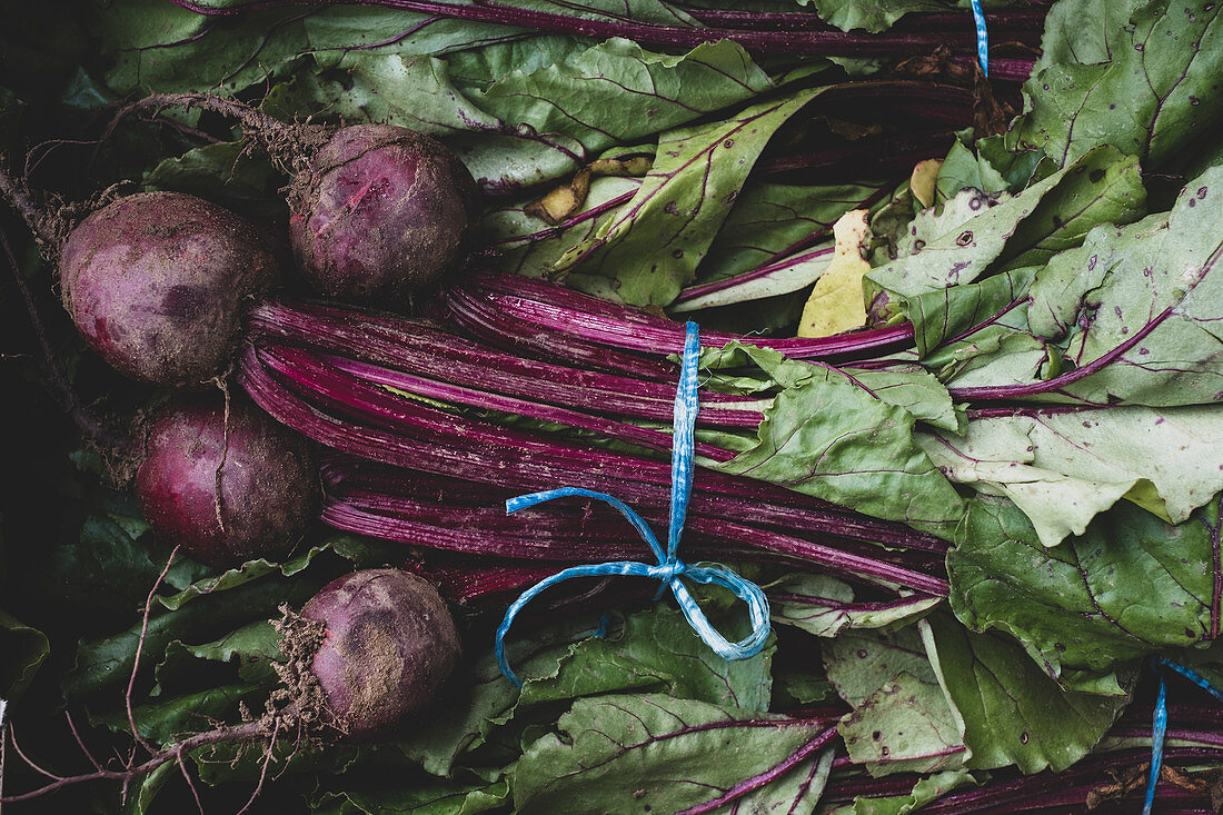 Bunches of freshly picked beetroot