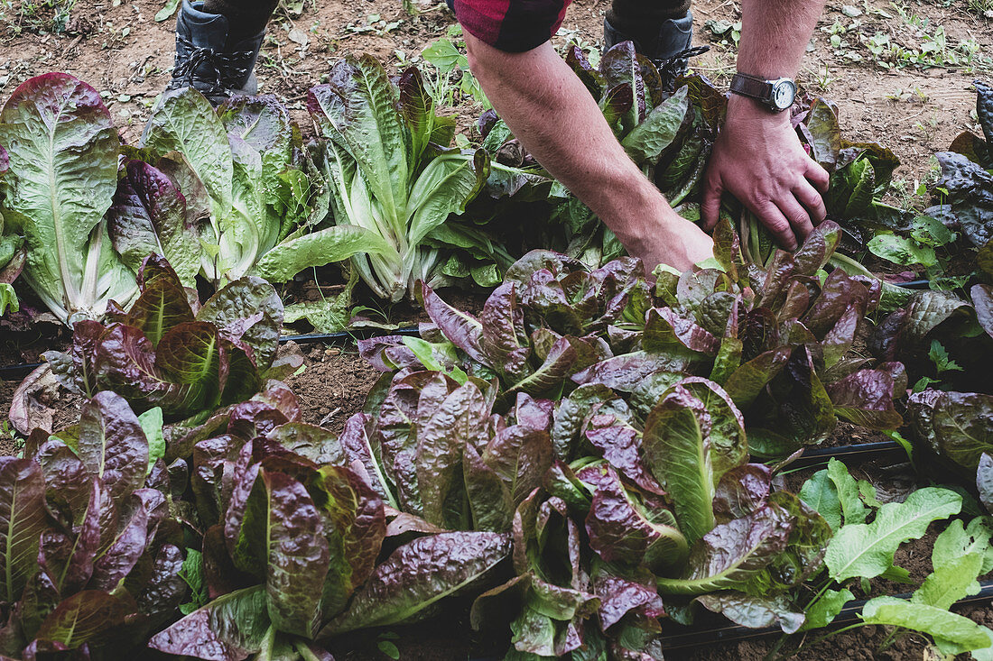 Man standing in a field, harvesting purple leaf lettuce