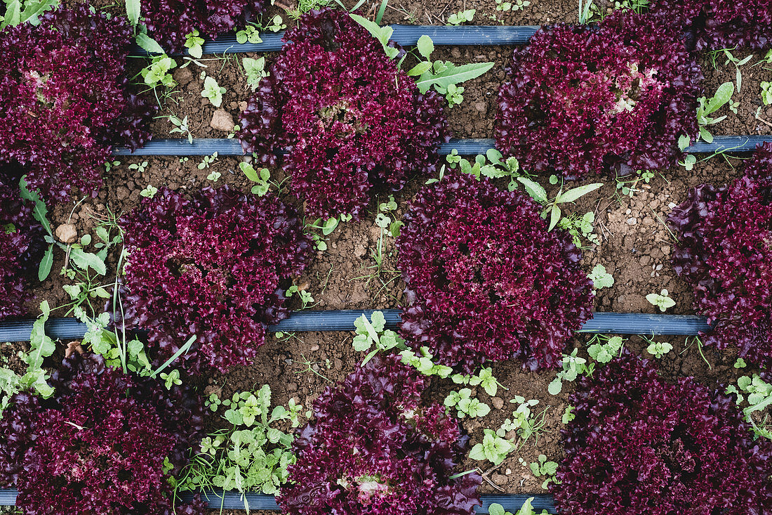 Rows of red leaf lettuce in a field