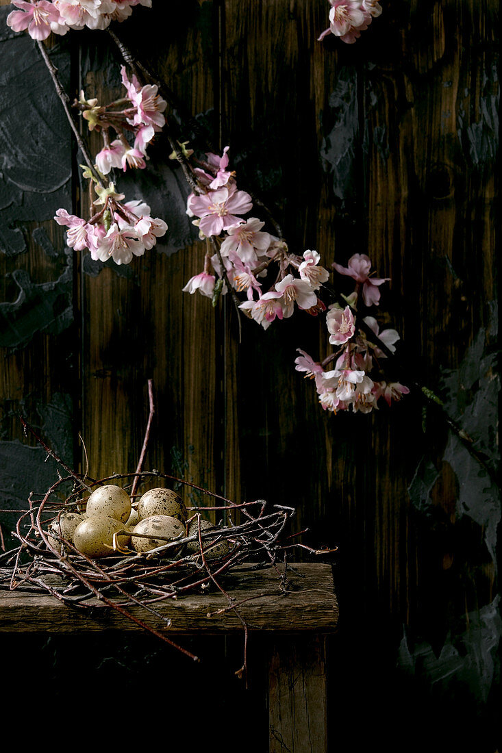Quail eggs in nest and blooming cherry branch