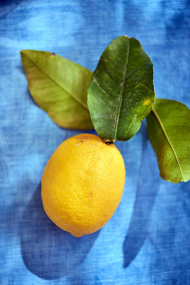 Zitrone mit Blättern auf blauem Untergrund