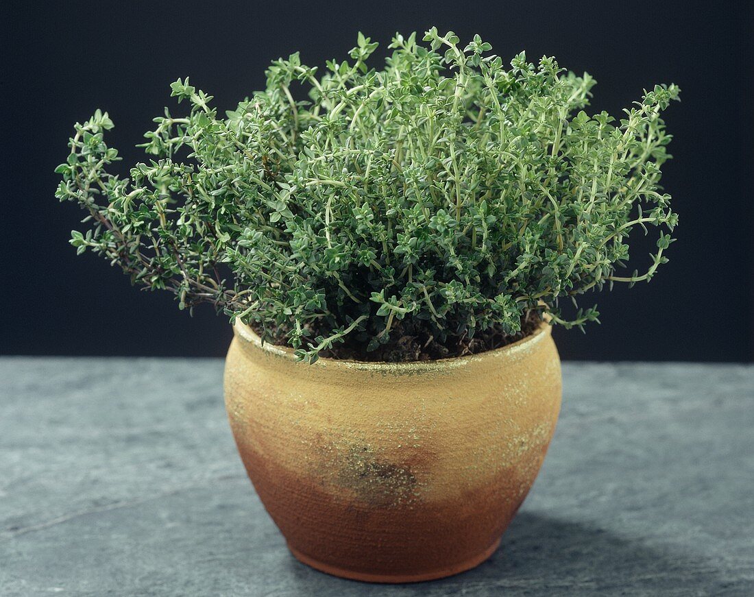 Thyme (Thymus vulgaris) in flower pot