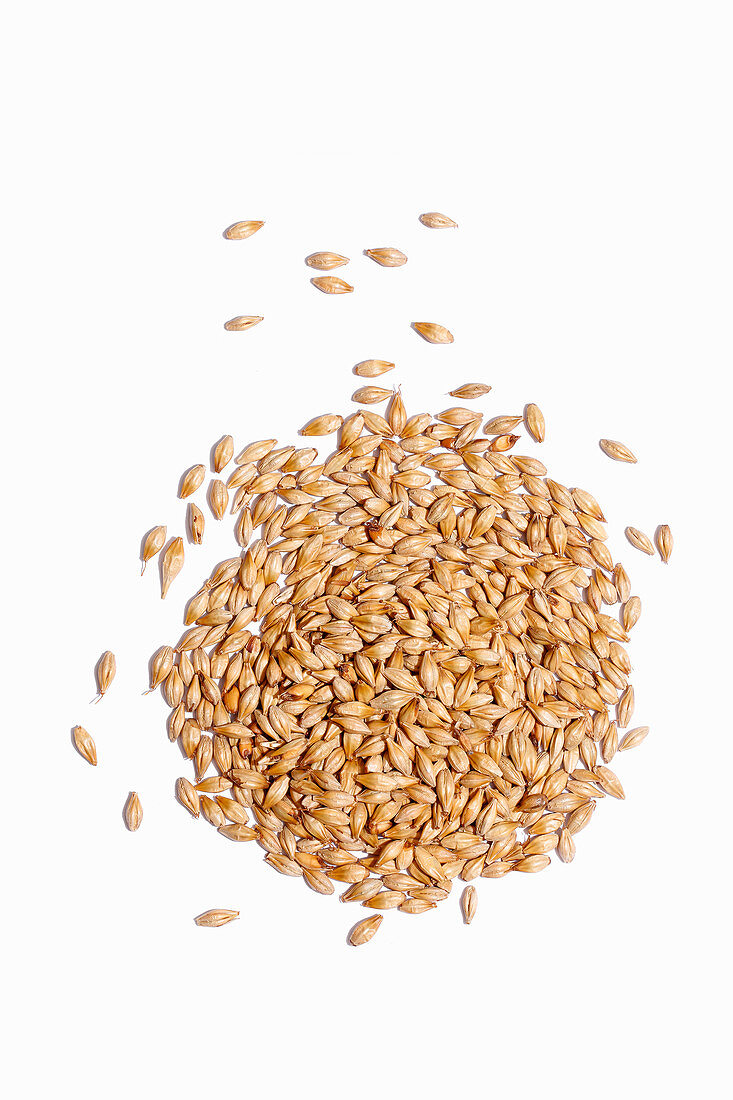 Grain malt