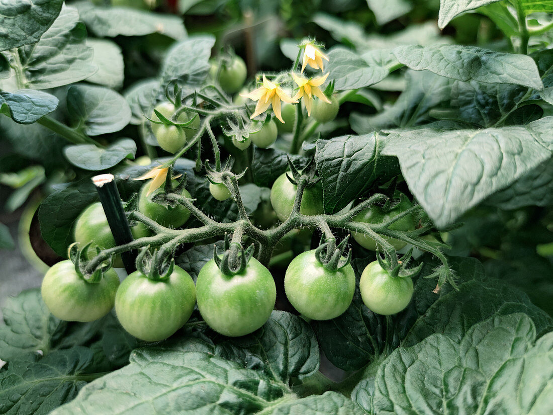 Kirschtomaten an der Pflanze