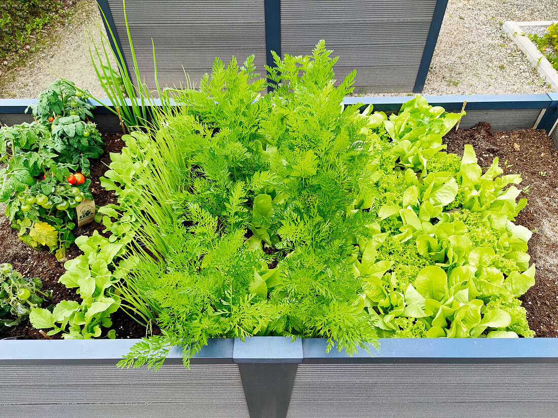 Raised bed with lettuce and vegetables