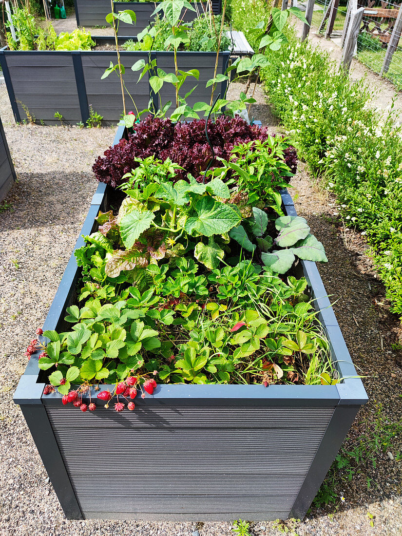 Urban Gardening - Hochbeet mit Gemüse