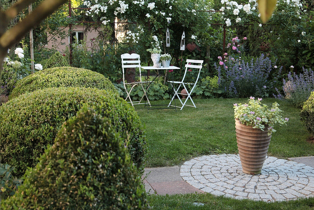 Table and chairs in the garden with white roses and clipped box bushes